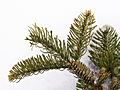 Abies procera Sherwood IMG_4753 Jodła szlachetna